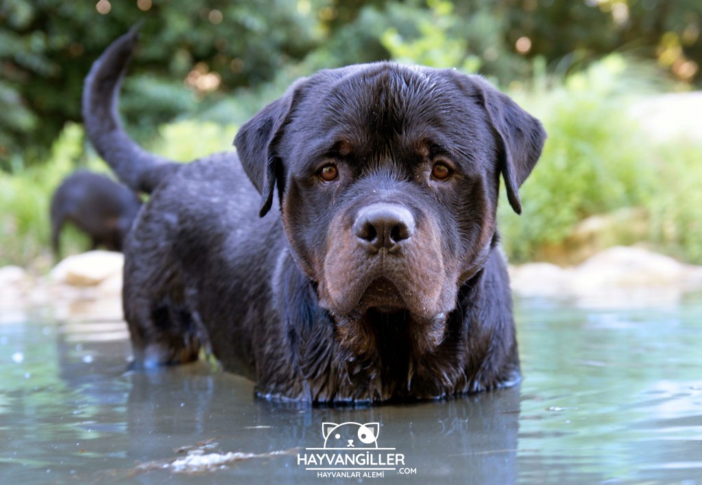 Rottweiler Köpek Cinsi Rottweiler Köpek Cinsi